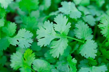 Bahçedeki taze yapraklı yeşil kişniş. Sağlık için sebze kişniş Tayland 'da gıda malzemesi olarak kullanılır.