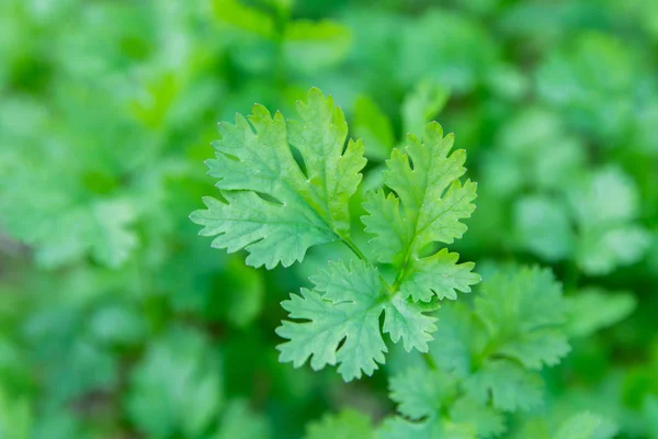 Świeże Liście Zielonej Kolendry Ogrodzie Kolendra Warzywna Dla Zdrowia Jest — Zdjęcie stockowe