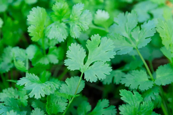 Coriandolo Verde Foglia Fresca Giardino Coriandolo Vegetale Salute Usato Come — Foto Stock