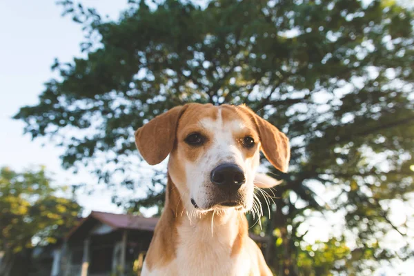 Portré Jack Russell Kutya Néz Kamera Közelről Naplemente Háttér — Stock Fotó