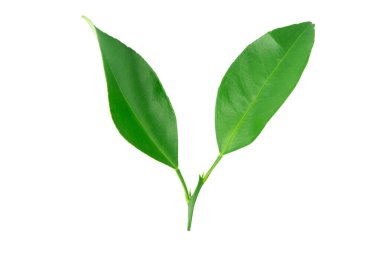 Kireç yaprakları kırpma yolu ile beyaz arkaplanda izole edilmiş