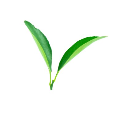 Limonlar kırpma yolu ile beyaz arkaplanda izole bırakılır