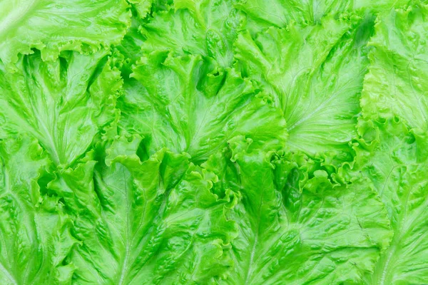 Salata Yaprağı Kırpma Yolu Ile Beyaz Arka Plan Üzerinde Izole — Stok fotoğraf