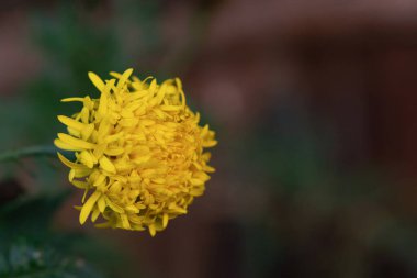 Kadife çiçekleri (Tagetes erecta, Meksika kadife çiçeği) Turuncu kadife çiçekleri