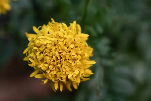 Calendula Tagetes Erecta Calendula Messicana Fiore Calendula Arancione — Foto Stock