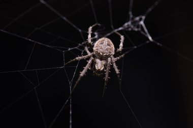 Makro çekim örümceği (bahçe küresi dokuması örümceği) ağa tırmanır.