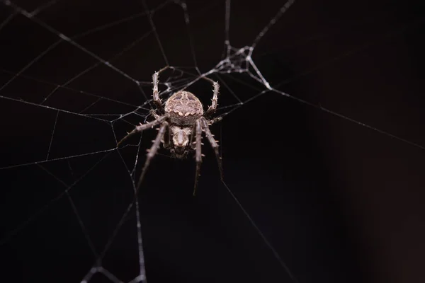 Zavřít Makro Výstřel Pavouk Zahradní Jablko Tkající Pavouk Leze Web — Stock fotografie