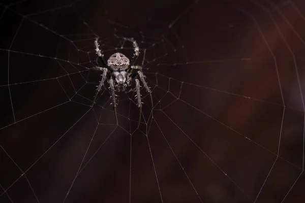 Close Macro Shot Spider Garden Orb Weaving Spider Climbs Web — Stock Photo, Image