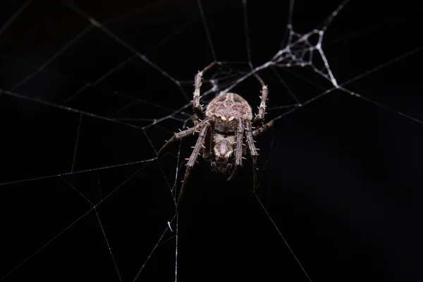 Zavřít Makro Výstřel Pavouk Zahradní Jablko Tkající Pavouk Leze Web — Stock fotografie