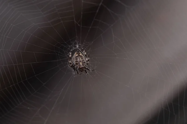 Primer Plano Macro Tiro Araña Jardín Orbe Tejiendo Araña Sube —  Fotos de Stock