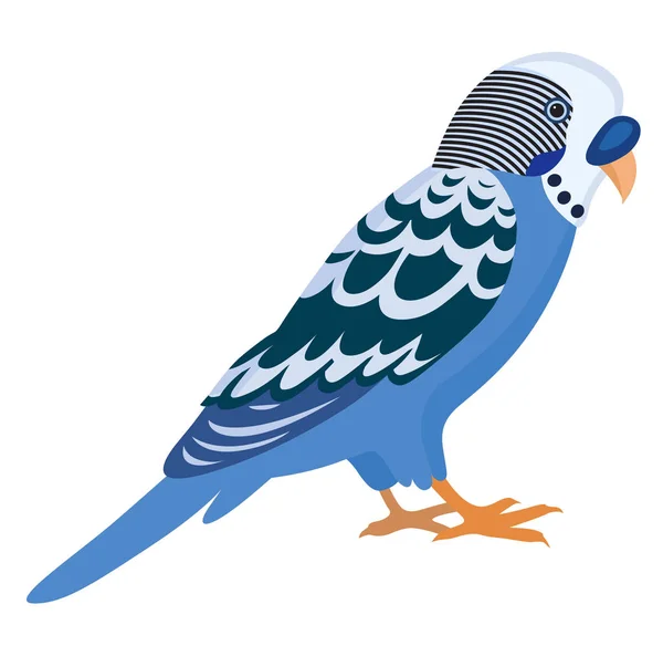 Blue budgerigar with colorful feathers — Stock Vector