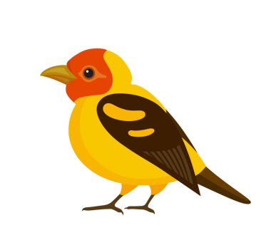 Kuş renkli tüyleri ile