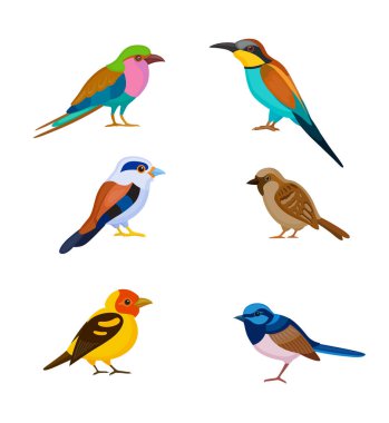 renkli kuşlar kümesi