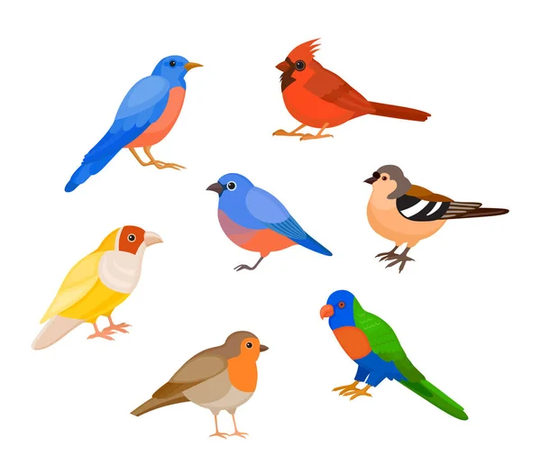 Ensemble d'oiseaux colorés — Image vectorielle