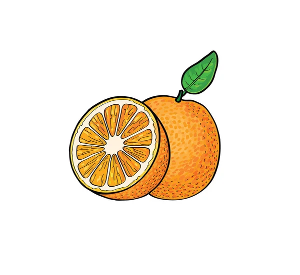 Desenho à mão laranja — Vetor de Stock