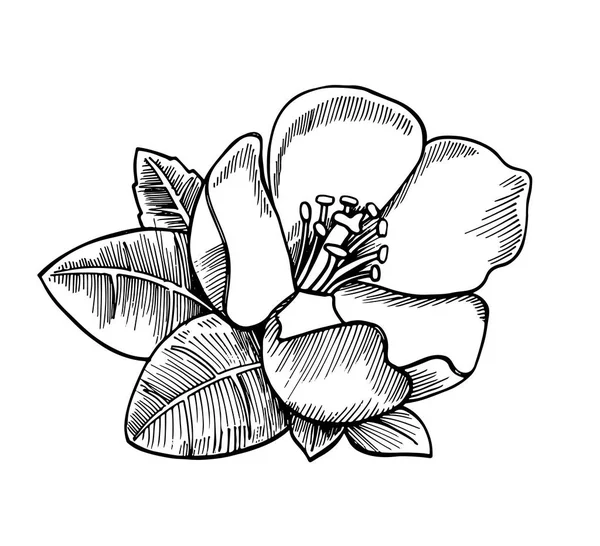 Croquis Réaliste Fleur Avec Des Feuilles Illustration Dessinée Main Pour — Image vectorielle