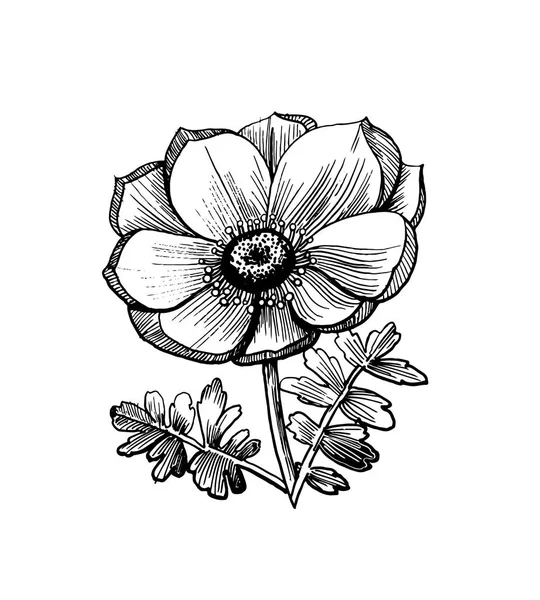 Croquis Réaliste Une Fleur Avec Des Feuilles Illustration Dessinée Main — Image vectorielle