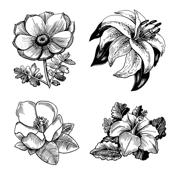 Conjunto Bocetos Realistas Flores Con Hojas Ilustración Dibujada Mano Anémona — Archivo Imágenes Vectoriales