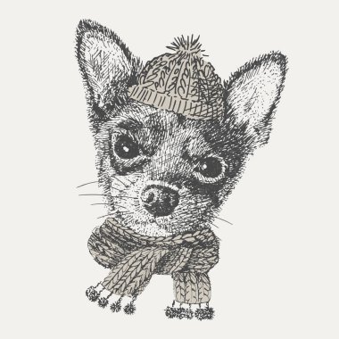 Chihuahua. vektör. çizim kalem. köpek bir örgü şapka ve atkı