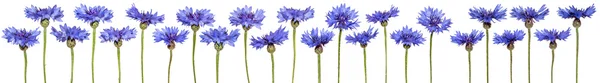 Set of cornflowers isolated. Blue flowers. — Stock Photo, Image