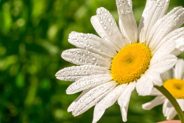 Camomila com gotas de orvalho. Flor Primavera . — Fotografia de Stock