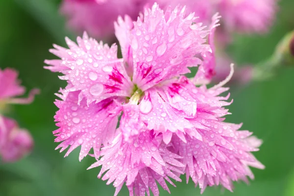 Rosa Wildblume mit Tautropfen. — Stockfoto