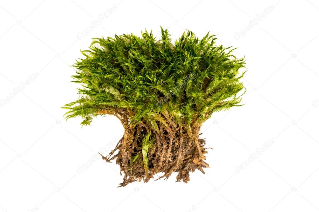 Green moss on a white background. Moss with roots isolated.