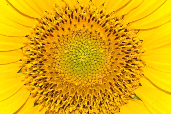 Middle of sunflower. Close up shot. — Stock Photo, Image