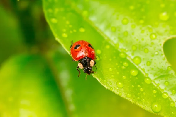 Close-up ladybug on a green leaf in the grass . Water drops. — Stock Photo, Image