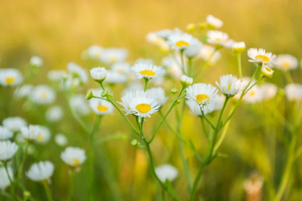 Pharmacy daisy drug. Daisies in a meadow. Closeup chamomiles. — Stock Photo, Image