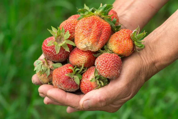 Aardbei in de hand. Handen tuinman. Werk-gedragen handen. Boer met verse aardbeien. — Stockfoto
