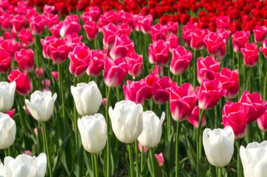 Pembe kırmızı ve beyaz laleler alan. Bahar çiçek.