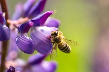Bir arı lupine pollinates. Makro arı.