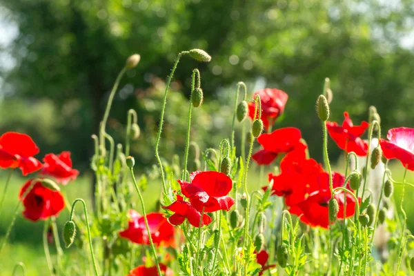 Papoilas floridas. Um campo de papoilas. A luz do sol brilha nas plantas. Flores vermelhas da primavera . — Fotografia de Stock