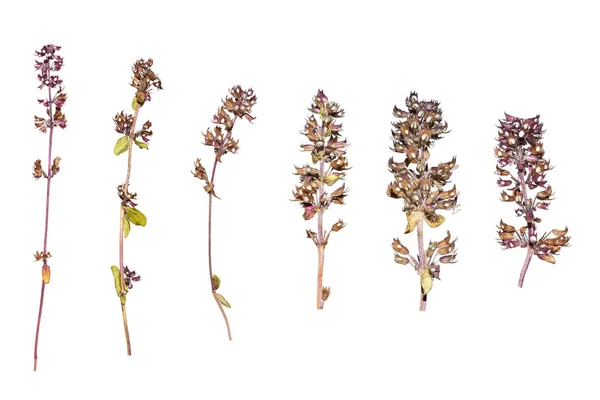 Flower herbarium fotos de stock, imágenes de Flower herbarium sin royalties | Depositphotos Flower herbarium fotos de stock, imágenes de Flower herbarium sin royalties | Depositphotos