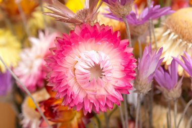 Kuru saman çiçek ya da sonsuz Helichrysum bracteatum buket.