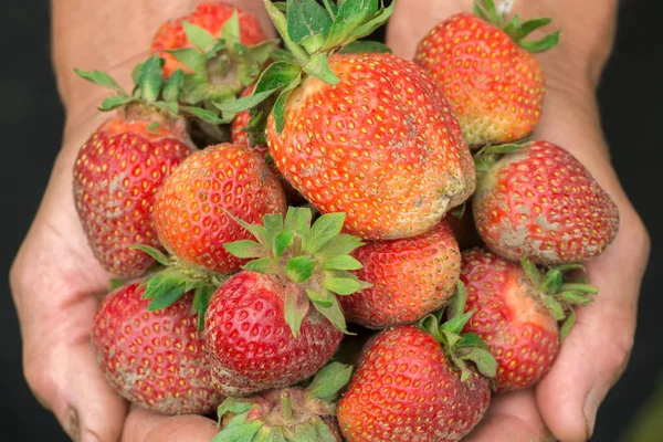 Aardbei in de hand. Handen tuinman. Werk-gedragen handen. — Stockfoto