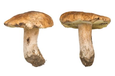 Porcini mantar. İzole cep.