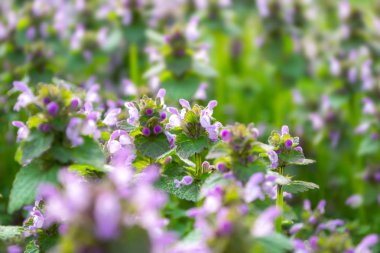 Küçük bahar çiçekleri. Pembe bahar çiçekleri. Çayır çiçekler.