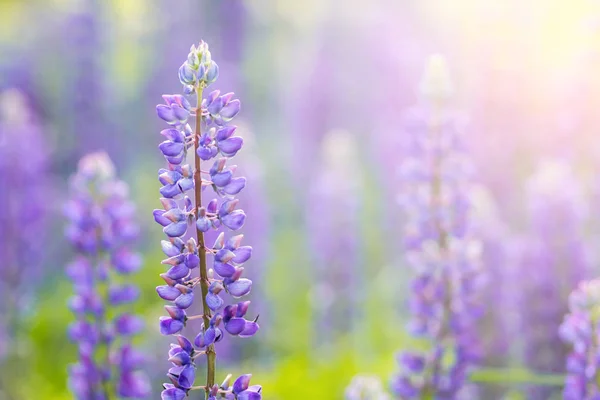 Çiçek acı bakla çiçekler. Lupines bir alan. Bitkiler üzerinde güneş ışığı parlıyor. — Stok fotoğraf