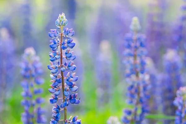 Çiçek acı bakla çiçekler. Lupines bir alan. Bitkiler üzerinde güneş ışığı parlıyor. — Stok fotoğraf