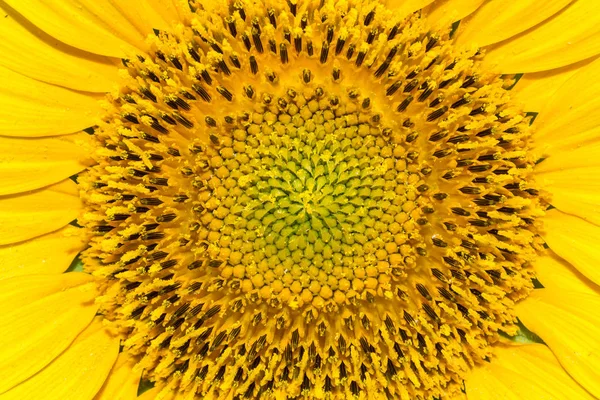 Middle of sunflower. Close up shot — Stock Photo, Image