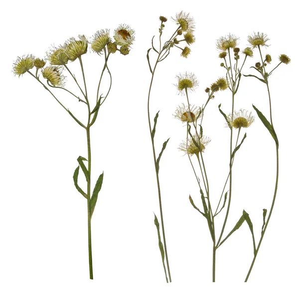 Kurutulmuş papatya uyuşturucu dalı bastırdı. Kır çiçekleri sulak.