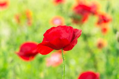 Çiçekli haşhaş. Bahar kırmızı çiçekler