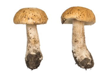 Porcini mantar. İzole cep. Doğal renk ve doku