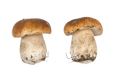 Porcini mantar. İzole cep. Doğal renk ve doku