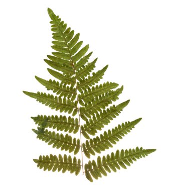 Kurutulmuş ve preslenmiş fern yaprak. İzole fern sulak