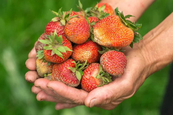 手中的草莓。手的园丁。工作穿手. — 图库照片