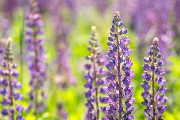 Blooming lupine flowers. A field of lupines. Sunlight shines on plants. — Stock Photo, Image