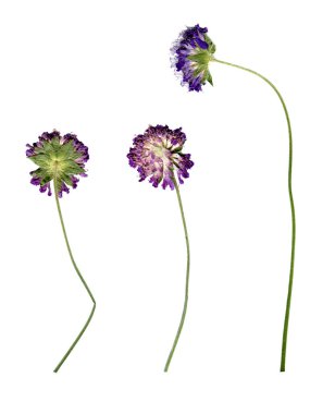 Sulak yonca. Kurutulmuş yonca, düzleştirilmiş çiçekler. Düz kuru bitkiler.